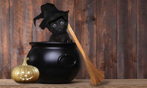 Witchcraft and Kitten Familiars: A Historical Perspective